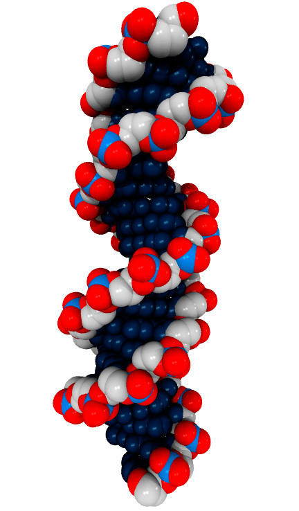 DNA