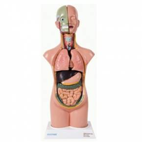 Torso Assexuado 50cm Com 11 Partes