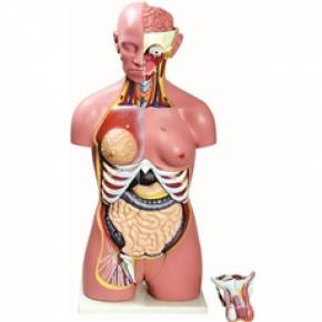 Torso Bissexual 85cm Com 24 Partes