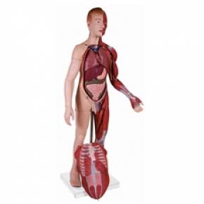 Modelo Muscular Com Órgãos Internos Com 170 cm