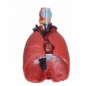 Sistema Respiratório Com 7 Partes – Pulmão Luxo