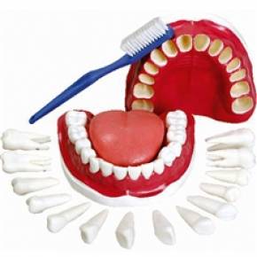 Modelo de Dentição Com Todos Os Dentes Removíveis