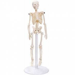 Esqueleto de 20 cm