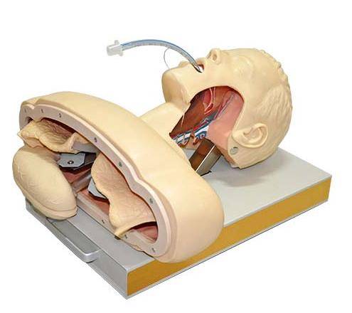 Modelo de Intubação Adulto Luxo