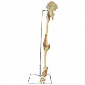 Esqueleto do Membro Inferior com Articulações e Suporte