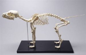 Esqueleto de Cachorro