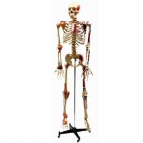 Esqueleto Aprox. 168 cm Articulado e Muscular
