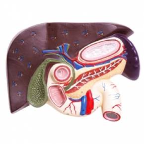 Fígado Com Vesícula Biliar, Pâncreas e Duodeno
