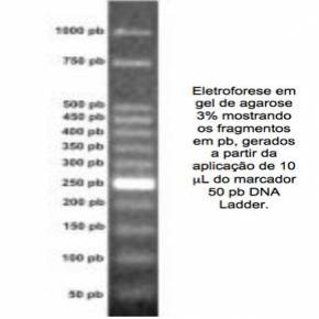 Marcador de Peso Molecular 50bp