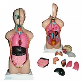 Torso Bissexual 42cm Com 14 Partes