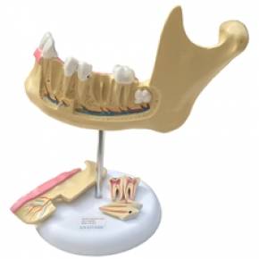 Anatomia do Dente Com 6 Partes