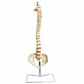 Coluna Vertebral Flexível