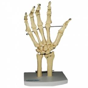Esqueleto de Mão com Ossos do Punho