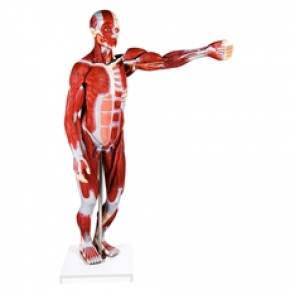 Figura Muscular Assexuada 170cm Com 27 Partes Com Órgãos Internos