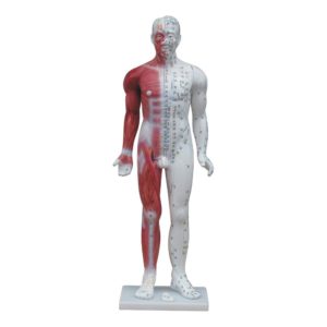 Modelo Anatômico de Acupuntura Masculino 85cm