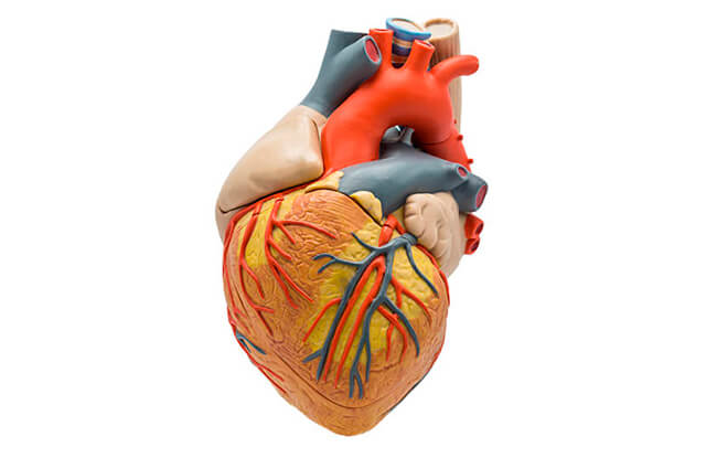 Peça anatômica do coração: veja como investir no modelo é importante para análises e estudos