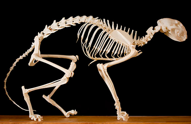 Conheça as características do esqueleto de gato em resina para laboratório